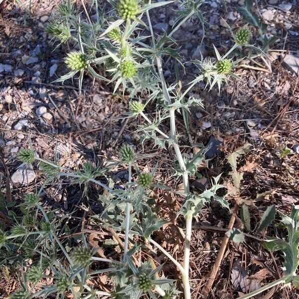 Eryngium campestre ഇല