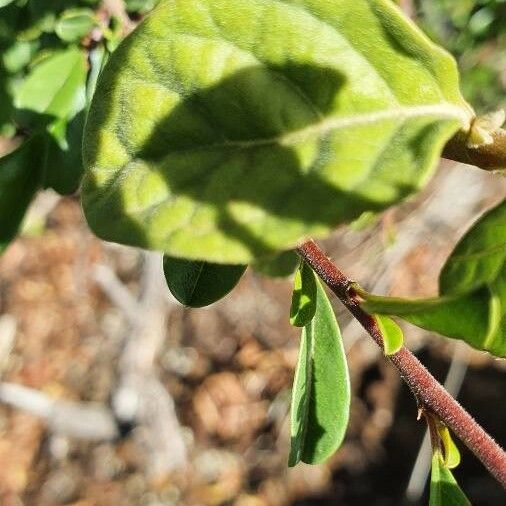 Sericocomopsis hildebrandtii Blad