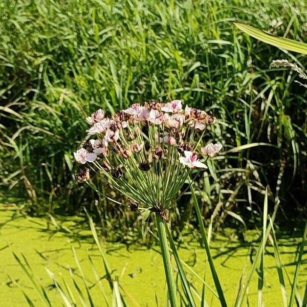 Butomus umbellatus Çiçek