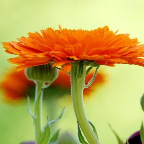 Calendula arvensis Floare