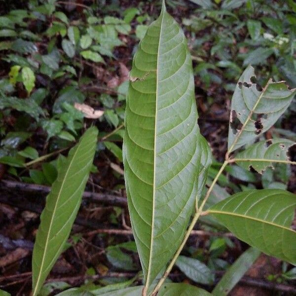 Talisia megaphylla Leaf
