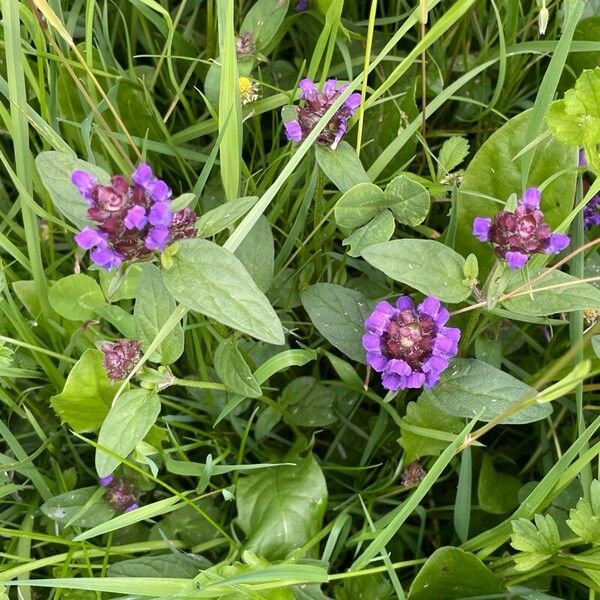 Prunella vulgaris Çiçek