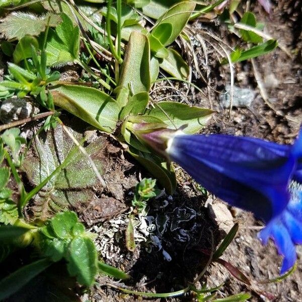 Gentiana alpina 叶