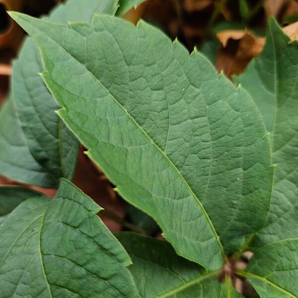 Parthenocissus inserta Blad