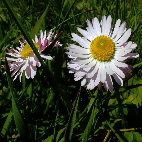 Bellis sylvestris 花