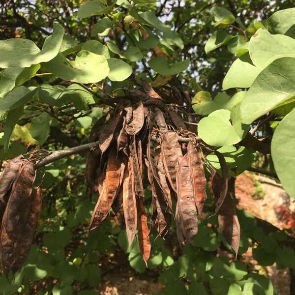 Cercis siliquastrum Плод