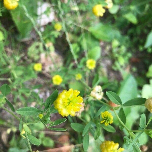 Trifolium aureum Blomst