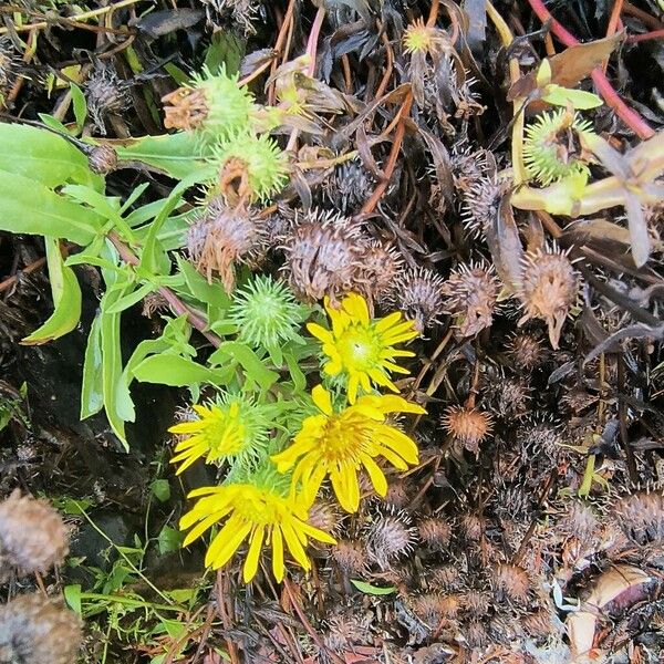 Grindelia integrifolia Kvet