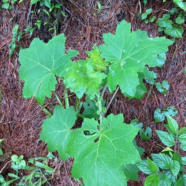 Solanum mammosum 葉