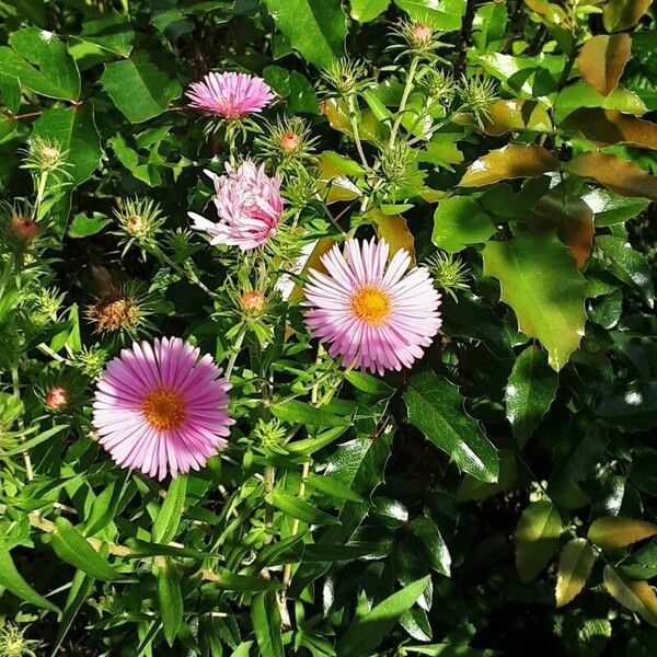 Symphyotrichum novae-angliae Kukka