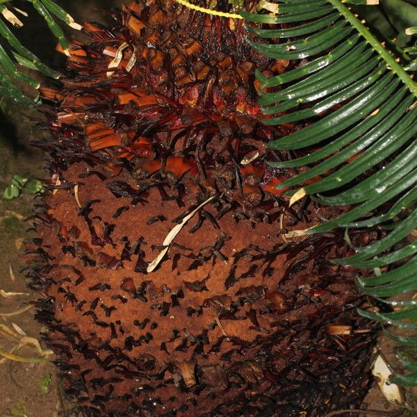 Cycas siamensis (Cycad)