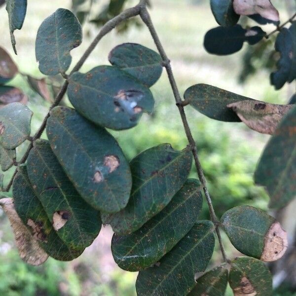 Machaerium biovulatum Feuille