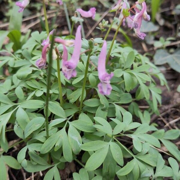 Corydalis solida Flor