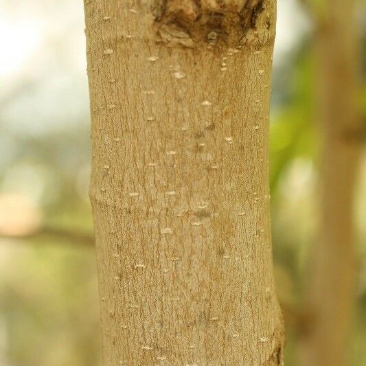 Michelia champaca Bark