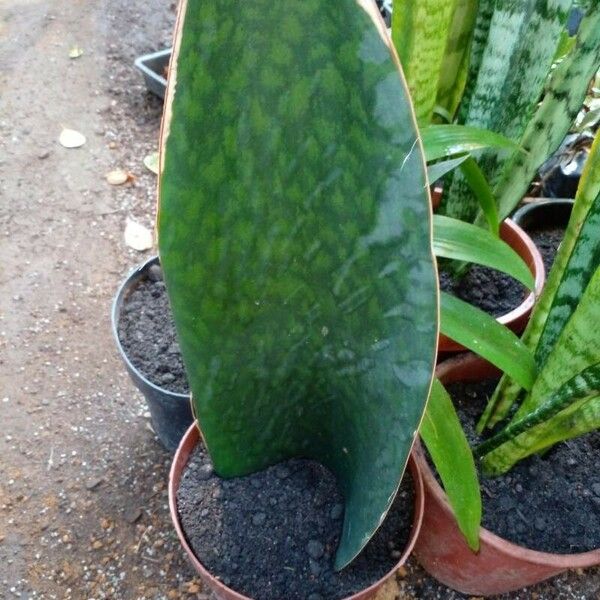 Sansevieria masoniana পাতা