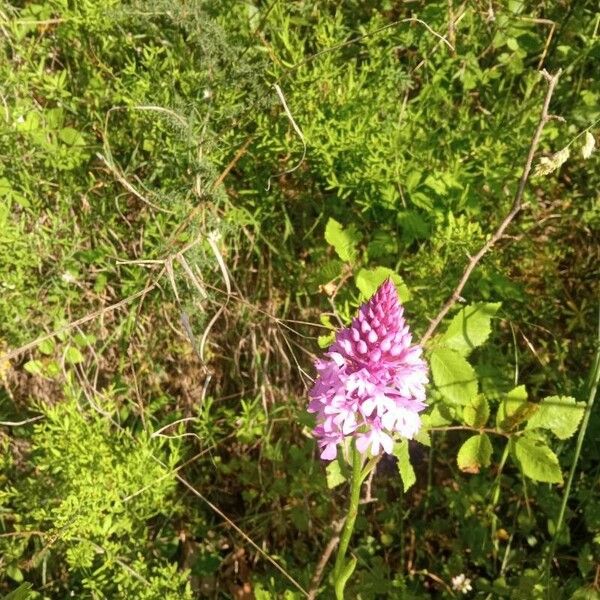 Anacamptis pyramidalis Květ