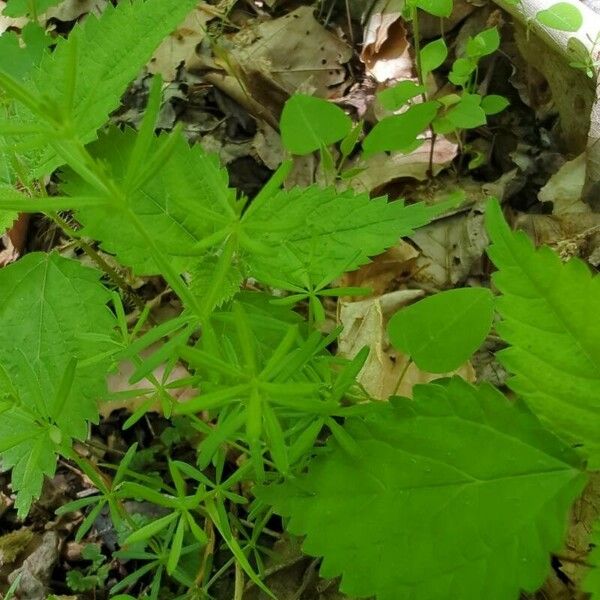 Galium aristatum Fulla