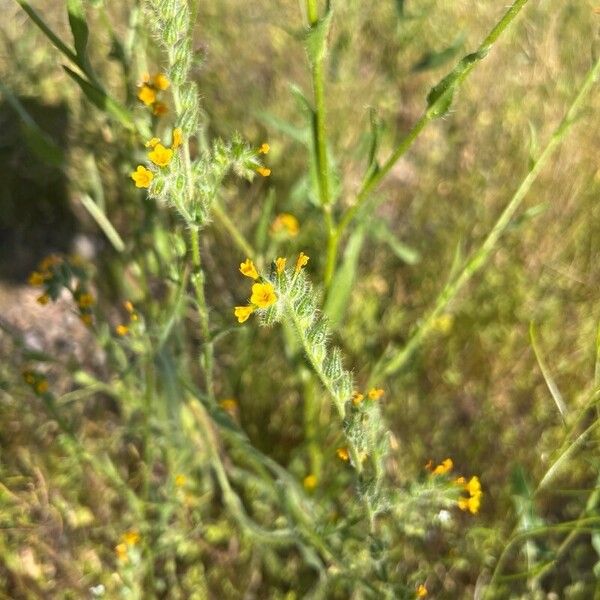 Amsinckia menziesii Çiçek