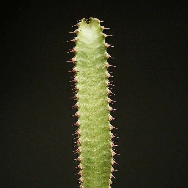 Euphorbia canariensis Leaf