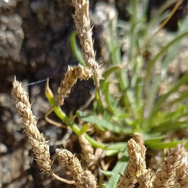 Plantago coronopus Vaisius