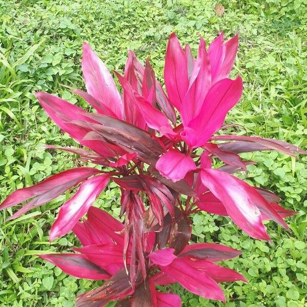 Cordyline fruticosa Leaf