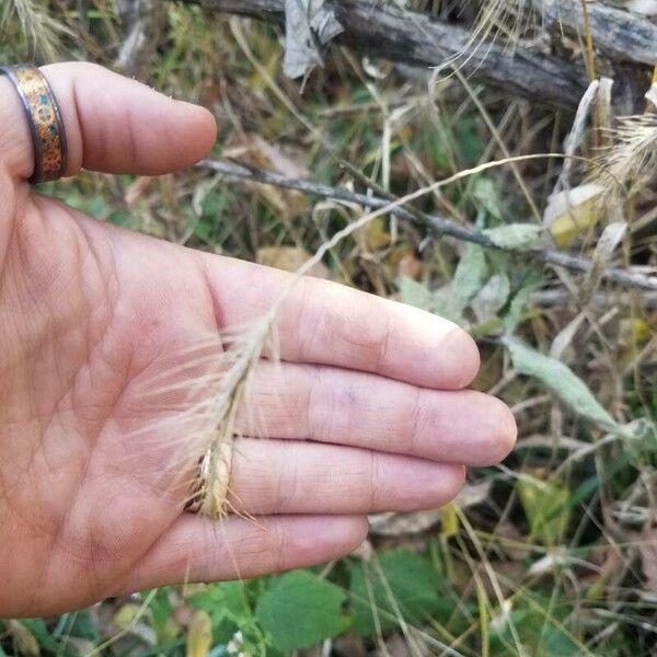 Elymus canadensis Folha