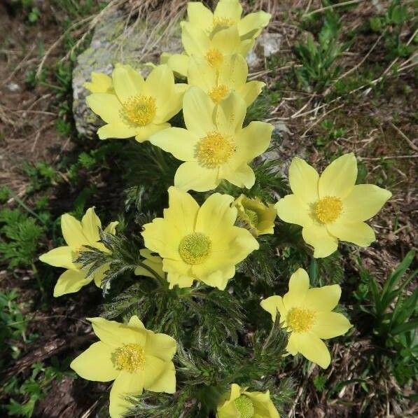 Pulsatilla alpina Flor