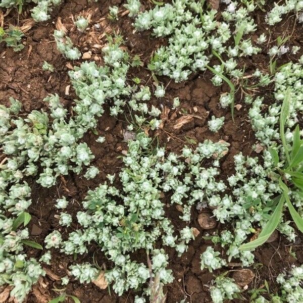 Bombycilaena erecta ഇല