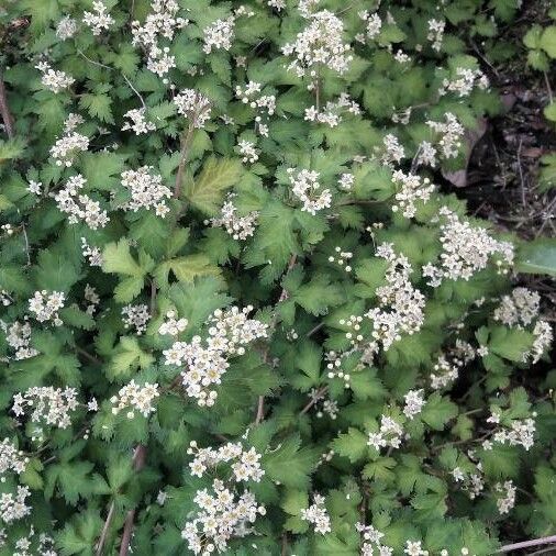 Stephanandra incisa Flor