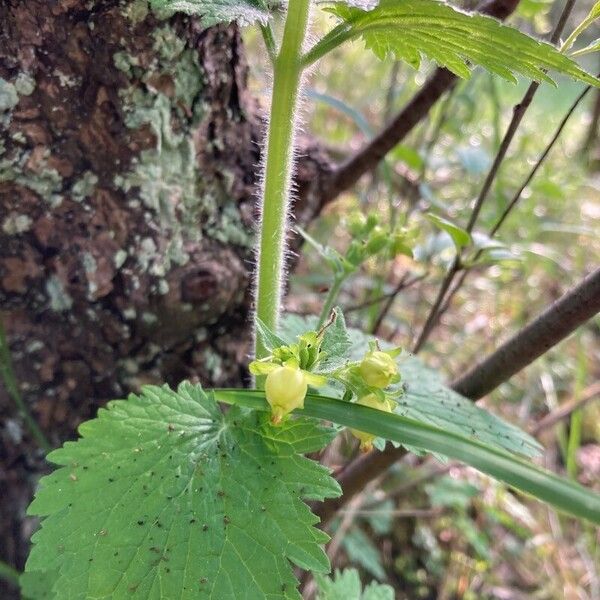 Scrophularia vernalis Froito