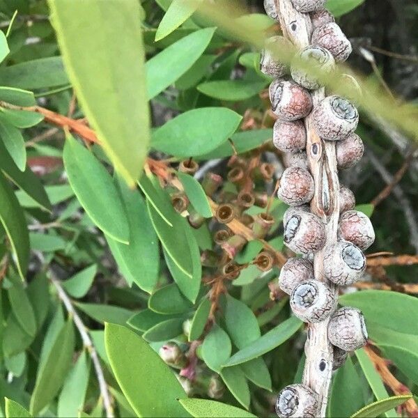 Callistemon citrinus Fruto