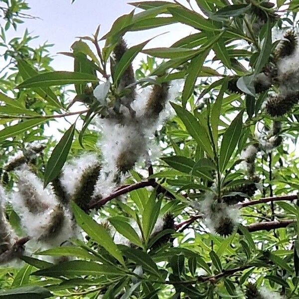 Salix pentandra ফল