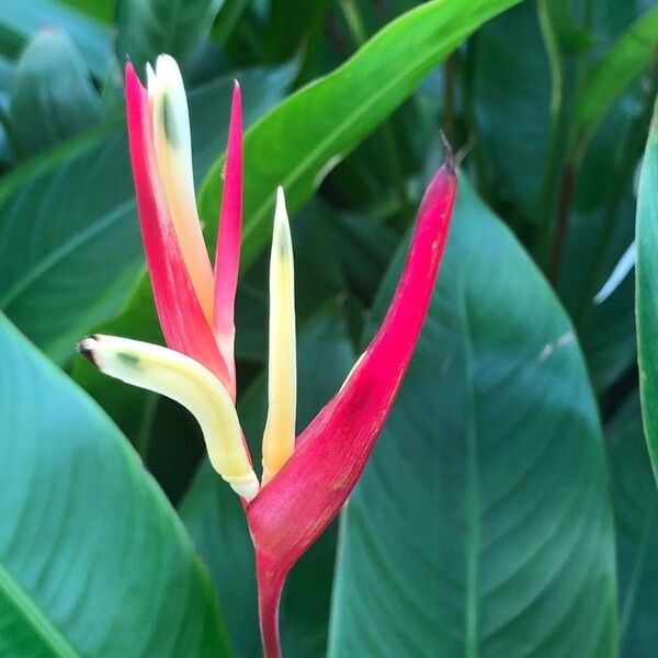 Heliconia psittacorum Цвят