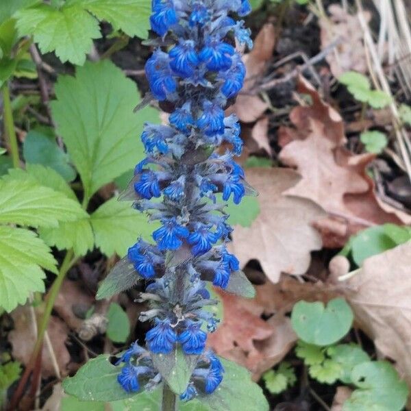 Ajuga genevensis Цвят