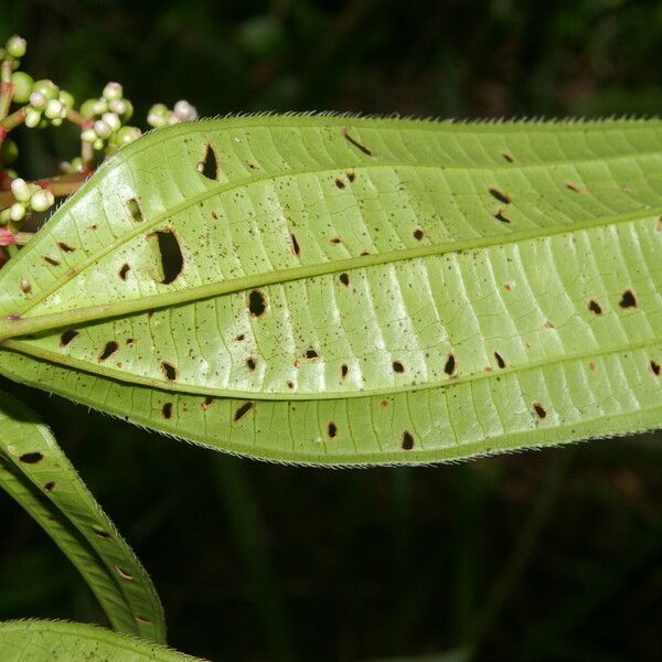 Miconia ciliata পাতা