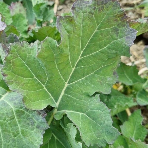 Brassica montana Φύλλο