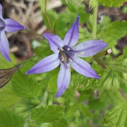 Triteleia laxa Õis