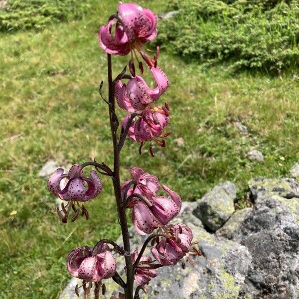 Lilium martagon Квітка