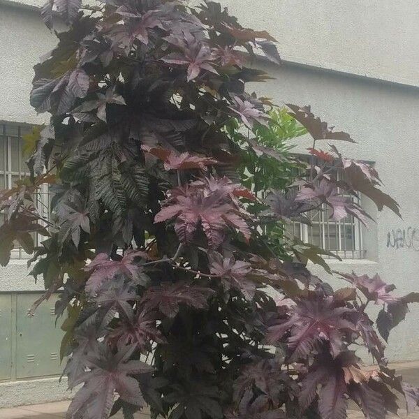 Ricinus communis Leaf