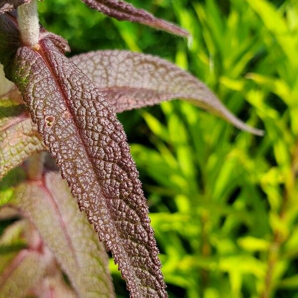 Eupatorium perfoliatum Hostoa