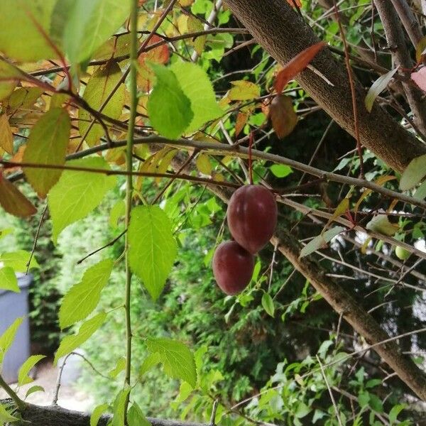 Prunus cerasifera Gyümölcs
