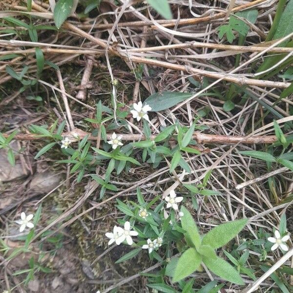 Moehringia lateriflora Flor