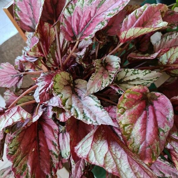 Begonia rex Feuille