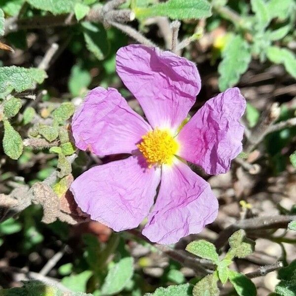 Cistus albidus പുഷ്പം