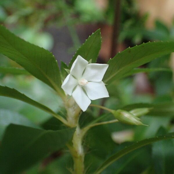 Sauvagesia erecta Blomma