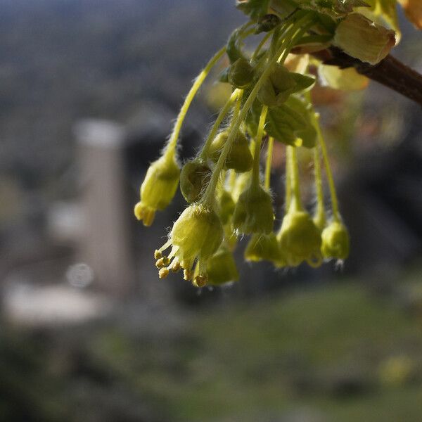 Acer grandidentatum Flower