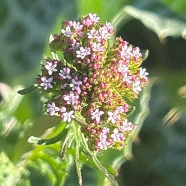 Valeriana calcitrapae Floare