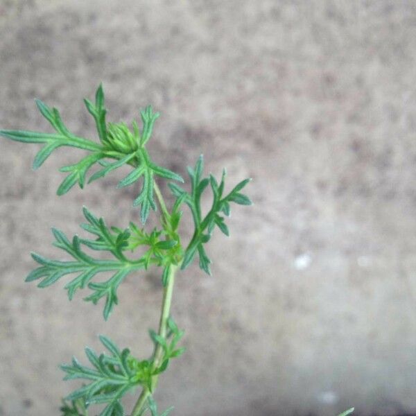 Verbena tenera Leaf