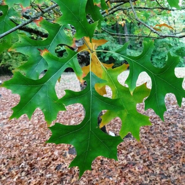 Quercus texana 其他