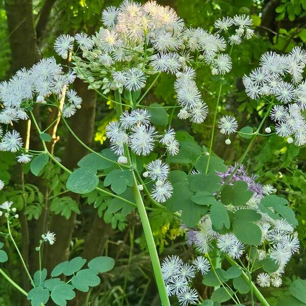 Thalictrum aquilegiifolium Flower